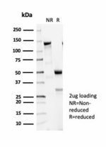 SDS-PAGE analysis of purified, BSA-free recombinant Tubulin Beta antibody (clone TUBB3/7090R) as confirmation of integrity and purity.