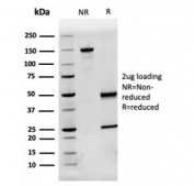 SDS-PAGE analysis of purified, BSA-free Fetuin-A antibody (clone AHSG/3748) as confirmation of integrity and purity.