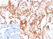 IHC staining of FFPE human placental tissue with Fetuin-A antibody (clone AHSG/3748) at 2ug/ml. Negative control inset: PBS instead of primary antibody to control for secondary binding. HIER: boil tissue sections in pH 9 10mM Tris with 1mM EDTA for 20 min and allow to cool before testing.
