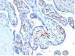 IHC staining of FFPE human placental tissue with Fatty Acid Binding Protein 4 antibody (clone FABP4/4422). HIER: boil tissue sections in pH 9 10mM Tris with 1mM EDTA for 20 min and allow to cool before testing.