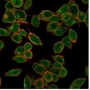 Immunofluorescent staining of PFA-fixed human HeLa cells using Daxx antibody (green, clone PCRP-DAXX-5G11) and phalloidin (red).