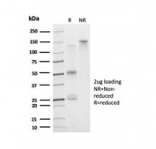 SDS-PAGE analysis of purified, BSA-free Daxx antibody (clone PCRP-DAXX-5G11) as confirmation of integrity and purity.