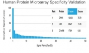 Analysis of HuProt(TM) microarray containing more than 19,000 full-length human proteins using Daxx antibody (clone PCRP-DAXX-5G11). These results demonstrate the foremost specificity of the PCRP-DAXX-5G11 mAb. Z- and S- score: The Z-score represents the strength of a signal that an antibody (in combination with a fluorescently-tagged anti-IgG secondary Ab) produces when binding to a particular protein on the HuProt(TM) array. Z-scores are described in units of standard deviations (SD's) above the mean value of all signals generated on that array. If the targets on the HuProt(TM) are arranged in descending order of the Z-score, the S-score is the difference (also in units of SD's) between the Z-scores. The S-score therefore represents the relative target specificity of an Ab to its intended target.