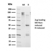 SDS-PAGE analysis of purified, BSA-free Daxx antibody (clone PCRP-DAXX-6A8) as confirmation of integrity and purity.