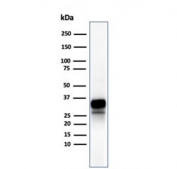 Western blot testing of human spleen tissue lysate using recombinant GZMB antibody (clone rGZMB/4538). Predicted molecular weight: 29-37 kDa.