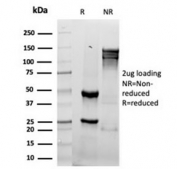 SDS-PAGE analysis of purified, BSA-free recombinant GZMB antibody (clone rGZMB/4538) as confirmation of integrity and purity.