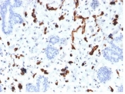 IHC staining of FFPE human placental tissue with FABP4 antibody (clone FABP4/4423). HIER: boil tissue sections in pH 9 10mM Tris with 1mM EDTA for 20 min and allow to cool before testing.