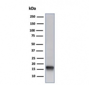 Western blot testing of human Raji cell lysate using recombinant Fatty Acid Binding Protein 5 antibody (clone FABP5/6353R). Predicted molecular weight ~15 kDa.