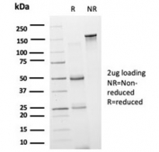SDS-PAGE analysis of purified, BSA-free GRAMD4 antibody (clone PCRP-GRAMD4-1A10) as confirmation of integrity and purity.