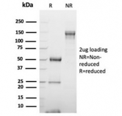 SDS-PAGE analysis of purified, BSA-free GATA Binding Protein 3 antibody (clone GATA3/6664) as confirmation of integrity and purity.