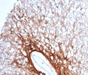 IHC staining of FFPE human cerebellum tissue with GFAP antibody (clone GFAP/6879). HIER: boil tissue sections in pH 9 10mM Tris with 1mM EDTA for 20 min and allow to cool before testing.