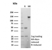 SDS-PAGE analysis of purified, BSA-free GFAP antibody (clone GFAP/6879) as confirmation of integrity and purity.