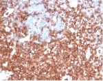 IHC staining of FFPE human tonsil tissue with SPN antibody (clone rSPN/6563) at 2ug/ml in PBS for 30min RT. HIER: boil tissue sections in pH 9 10mM Tris with 1mM EDTA for 20 min and allow to cool before testing.