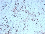 IHC staining of FFPE human spleen tissue with recombinant Granzyme B antibody (clone GZMB/4539R). HIER: boil tissue sections in pH 9 10mM Tris with 1mM EDTA for 20 min and allow to cool before testing.