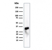 Western blot testing of human spleen tissue lysate using recombinant Granzyme B antibody (clone GZMB/4539R). Predicted molecular weight: 29-37 kDa.