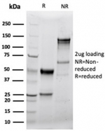 SDS-PAGE analysis of purified, BSA-free recombinant Granzyme B antibody (clone GZMB/4539R) as confirmation of integrity and purity.
