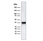Western blot testing of human A549 cell lysate using ANXA1 antibody (clone rANXA1/6451). Predicted molecular weight ~36 kDa.