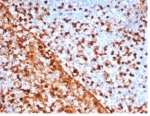 IHC staining of FFPE human tonsil tissue with ANXA1 antibody (clone rANXA1/6451). HIER: boil tissue sections in pH 9 10mM Tris with 1mM EDTA for 20 min and allow to cool before testing.