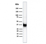 Western blot testing of human A549 cell lysate using Annexin A1 antibody (clone ANXA1/6452R). Predicted molecular weight ~36 kDa.