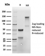SDS-PAGE analysis of purified, BSA-free Annexin A1 antibody (clone ANXA1/6452R) as confirmation of integrity and purity.