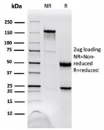 SDS-PAGE analysis of purified, BSA-free NM23 antibody (clone NME1/2738) as confirmation of integrity and purity.