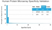 Analysis of HuProt(TM) microarray containing more than 19,000 full-length human proteins using NM23 antibody (clone NME1/2738). These results demonstrate the foremost specificity of the NME1/2738 mAb. Z- and S- score: The Z-score represents the strength of a signal that an antibody (in combination with a fluorescently-tagged anti-IgG secondary Ab) produces when binding to a particular protein on the HuProt(TM) array. Z-scores are described in units of standard deviations (SD's) above the mean value of all signals generated on that array. If the targets on the HuProt(TM) are arranged in descending order of the Z-score, the S-score is the difference (also in units of SD's) between the Z-scores. The S-score therefore represents the relative target specificity of an Ab to its intended target.