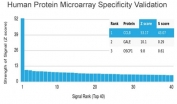 Analysis of HuProt(TM) microarray containing more than 19,000 full-length human proteins using MCP2 antibody (clone CCL8/3311). These results demonstrate the foremost specificity of the CCL8/3311 mAb. Z- and S- score: The Z-score represents the strength of a signal that an antibody (in combination with a fluorescently-tagged anti-IgG secondary Ab) produces when binding to a particular protein on the HuProt(TM) array. Z-scores are described in units of standard deviations (SD's) above the mean value of all signals generated on that array. If the targets on the HuProt(TM) are arranged in descending order of the Z-score, the S-score is the difference (also in units of SD's) between the Z-scores. The S-score therefore represents the relative target specificity of an Ab to its intended target.