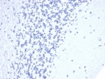 Negative control: IHC staining of FFPE human brain with recombinant CD5 antibody (clone C5/4561R) at 2ug/ml in PBS for 30min RT. HIER: boil tissue sections in pH 9 10mM Tris with 1mM EDTA for 20 min and allow to cool before testing.