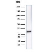 Western blot testing of human Raji cell lysate using recombinant CD20 antibody (clone MS4A1/7015R). Predicted molecular weight ~33 kDa.