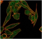 Immunofluorescent staining of PFA-fixed human HeLa cells using HDAC6 antibody (green, clone PCRP-HDAC6-1A4) and phalloidin (red).
