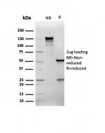 SDS-PAGE analysis of purified, BSA-free recombinant p21WAF1 antibody (clone rCIP1/6907) as confirmation of integrity and purity.