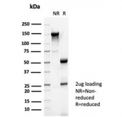 SDS-PAGE analysis of purified, BSA-free Reelin antibody (clone RELN/4498) as confirmation of integrity and purity.