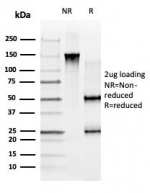 SDS-PAGE analysis of purified, BSA-free GLIS3 antibody (clone PCRP-GLIS3-1B11) as confirmation of integrity and purity.