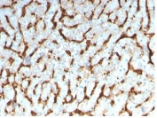 IHC staining of FFPE human liver tissue with Apolipoprotein D antibody (clone APOD/3413). HIER: boil tissue sections in pH 9 10mM Tris with 1mM EDTA for 20 min and allow to cool before testing.