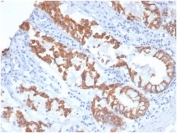 IHC staining of FFPE dog colon tissue with CK8 antibody (clone KRT8/4006). HIER: boil tissue sections in pH 9 10mM Tris with 1mM EDTA for 20 min and allow to cool before testing.