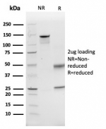 SDS-PAGE analysis of purified, BSA-free CD74 antibody (clone CLIP/6609) as confirmation of integrity and purity.