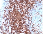 IHC staining of FFPE human tonsil tissue with recombinant CD43 antibody (clone SPN/6562R) at 2ug/ml in PBS for 30min RT. Strong membranous staining observed. HIER: boil tissue sections in pH 9 10mM Tris with 1mM EDTA for 20 min and allow to cool before testing.