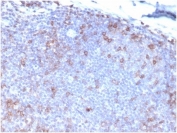 IHC staining of FFPE human tonsil tissue with FasL antibody (clone FASLG/4453). HIER: boil tissue sections in pH 9 10mM Tris with 1mM EDTA for 20 min and allow to cool before testing.