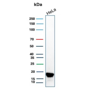CDKN2A Antibody HeLa Cell Line WB. Western blot analysis of Cyclin-dependent kinase inhibitor 2A (p16INK4a) expression in HeLa cell lysate using CDKN2A Antibody clone CDKN2A/7081R. Lane 1: HeLa cell lysate. A band is detected at approximately 15â17 kDa, consistent with the predicted molecular weight of p16INK4a, a cyclin-dependent kinase inhibitor that regulates G1 cell cycle progression through inhibition of CDK4 and CDK6.