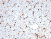 IHC staining of FFPE human spleen tissue with recombinant Cystic Fibrosis Transmembrane Regulator antibody (clone CFTR/7154R) at 2ug/ml. HIER: boil tissue sections in pH 9 10mM Tris with 1mM EDTA for 20 min and allow to cool before testing.