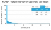 Analysis of HuProt(TM) microarray containing more than 19,000 full-length human proteins using S100B antibody (clone S100B/4138). These results demonstrate the foremost specificity of the S100B/4138 mAb. Z- and S- score: The Z-score represents the strength of a signal that an antibody (in combination with a fluorescently-tagged anti-IgG secondary Ab) produces when binding to a particular protein on the HuProt(TM) array. Z-scores are described in units of standard deviations (SD's) above the mean value of all signals generated on that array. If the targets on the HuProt(TM) are arranged in descending order of the Z-score, the S-score is the difference (also in units of SD's) between the Z-scores. The S-score therefore represents the relative target specificity of an Ab to its intended target.