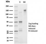 SDS-PAGE analysis of purified, BSA-free FOXL1 antibody (clone PCRP-FOXL1-1F8) as confirmation of integrity and purity.