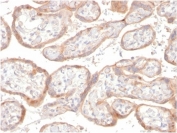 IHC staining of FFPE human placental tissue with IGFBP3 antibody (clone IGFBP3/3517)at 2ug/ml in PBS. HIER: boil tissue sections in pH 9 10mM Tris with 1mM EDTA for 20 min and allow to cool before testing.
