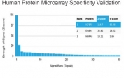 Analysis of HuProt(TM) microarray containing more than 19,000 full-length human proteins using IGFBP3 antibody (clone IGFBP3/3517). These results demonstrate the foremost specificity of the IGFBP3/3517 mAb. Z- and S- score: The Z-score represents the strength of a signal that an antibody (in combination with a fluorescently-tagged anti-IgG secondary Ab) produces when binding to a particular protein on the HuProt(TM) array. Z-scores are described in units of standard deviations (SD's) above the mean value of all signals generated on that array. If the targets on the HuProt(TM) are arranged in descending order of the Z-score, the S-score is the difference (also in units of SD's) between the Z-scores. The S-score therefore represents the relative target specificity of an Ab to its intended target.