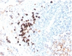 IHC staining of FFPE human tonsil tissue with human IgA antibody (clone IGHA/3877R). HIER: boil tissue sections in pH 9 10mM Tris with 1mM EDTA for 20 min and allow to cool before testing.