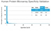 Analysis of HuProt(TM) microarray containing more than 19,000 full-length human proteins using Surfactant protein D antibody (clone SFTPD/4363). These results demonstrate the foremost specificity of the SFTPD/4363 mAb. Z- and S- score: The Z-score represents the strength of a signal that an antibody (in combination with a fluorescently-tagged anti-IgG secondary Ab) produces when binding to a particular protein on the HuProt(TM) array. Z-scores are described in units of standard deviations (SD's) above the mean value of all signals generated on that array. If the targets on the HuProt(TM) are arranged in descending order of the Z-score, the S-score is the difference (also in units of SD's) between the Z-scores. The S-score therefore represents the relative target specificity of an Ab to its intended target.