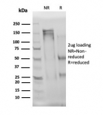 SDS-PAGE analysis of purified, BSA-free Interleukin 3 antibody (clone IL3/4004) as confirmation of integrity and purity.
