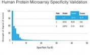 Analysis of HuProt(TM) microarray containing more than 19,000 full-length human proteins using Interleukin 3 antibody (clone IL3/4004). These results demonstrate the foremost specificity of the IL3/4004 mAb. Z- and S- score: The Z-score represents the strength of a signal that an antibody (in combination with a fluorescently-tagged anti-IgG secondary Ab) produces when binding to a particular protein on the HuProt(TM) array. Z-scores are described in units of standard deviations (SD's) above the mean value of all signals generated on that array. If the targets on the HuProt(TM) are arranged in descending order of the Z-score, the S-score is the difference (also in units of SD's) between the Z-scores. The S-score therefore represents the relative target specificity of an Ab to its intended target.
