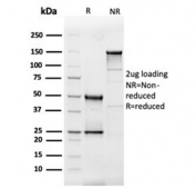 SDS-PAGE analysis of purified, BSA-free IL-3 antibody (clone IL3/4005) as confirmation of integrity and purity.
