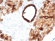 IHC staining of FFPE human salivary gland tissue with recombinant KRT7 antibody (clone KRT7/4387R). HIER: boil tissue sections in pH 9 10mM Tris with 1mM EDTA for 20 min and allow to cool before testing.